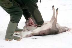 Killikus&reg; Fotographie